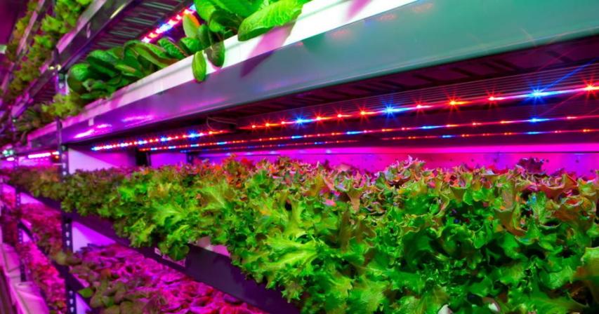 UAE inks agreement to build 12 vertical farms in Dubai