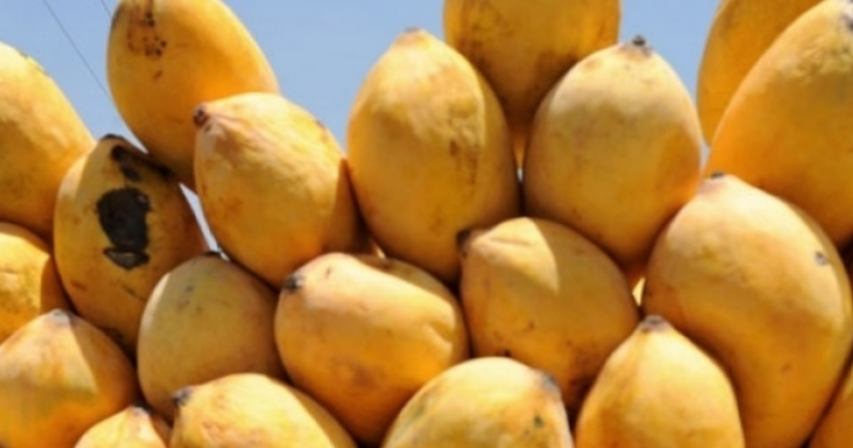Pakistani mangoes,Dubai, three-day festival 
