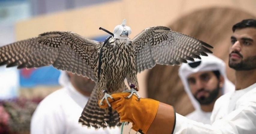 A glimpse of Bedouin life at hunting show in Abu Dhabi