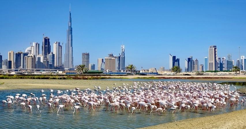 Ras Al Khor Wildlife Sanctuary | Things to do with Kids in Dubai