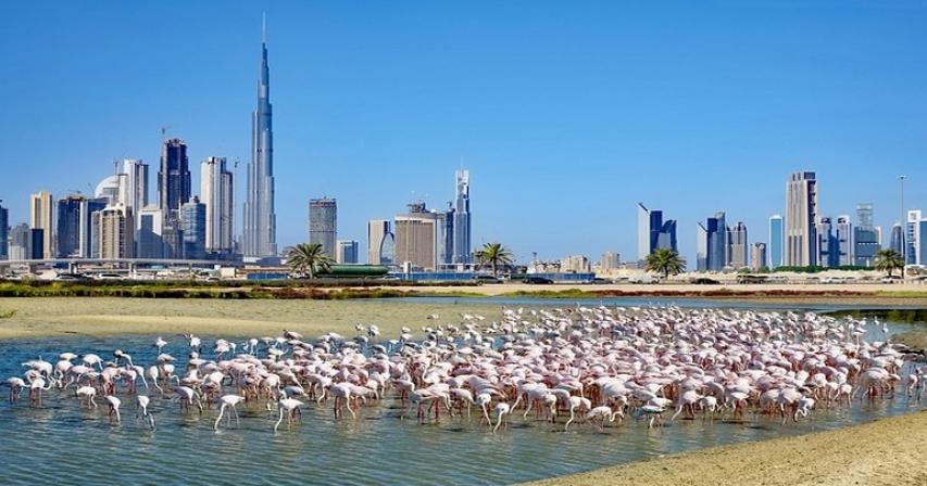 Ras Al Khor Wildlife Sanctuary