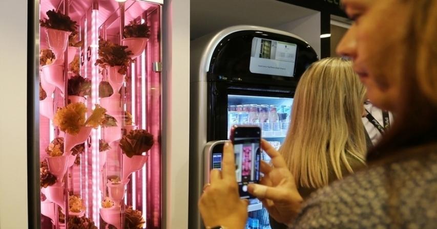 Grow a homestead directly inside your kitchen in UAE