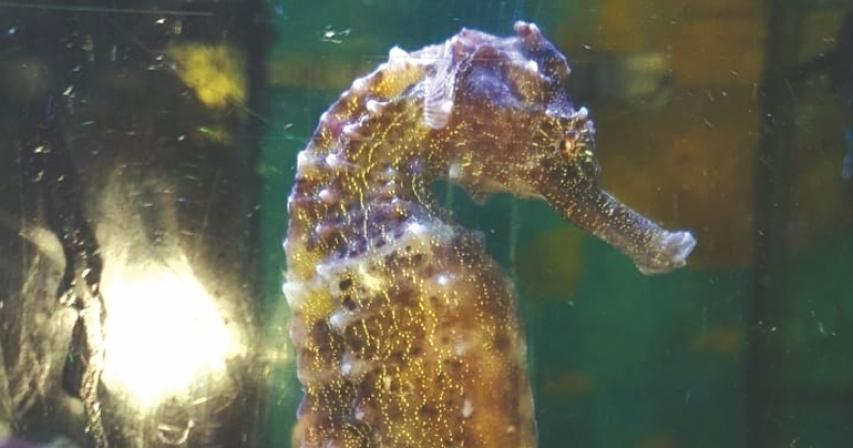 One of the world's longest seahorses found in UAE