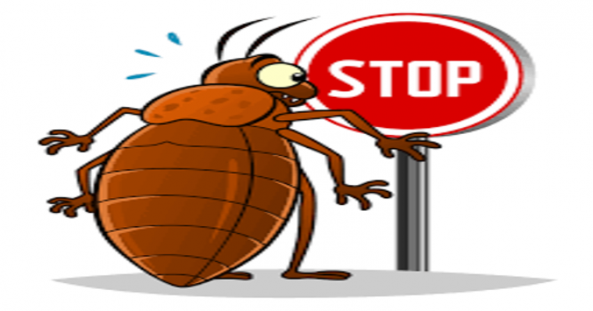 How to Kill Bed Bugs in Dubai using organic methods