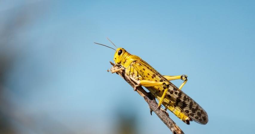 Dubai Municipality reassures residents after swarms of locust spotted, ‘situation under control’