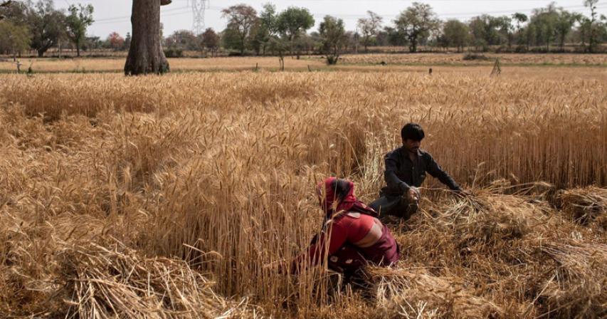 India set to export record 7 million tonnes wheat this year