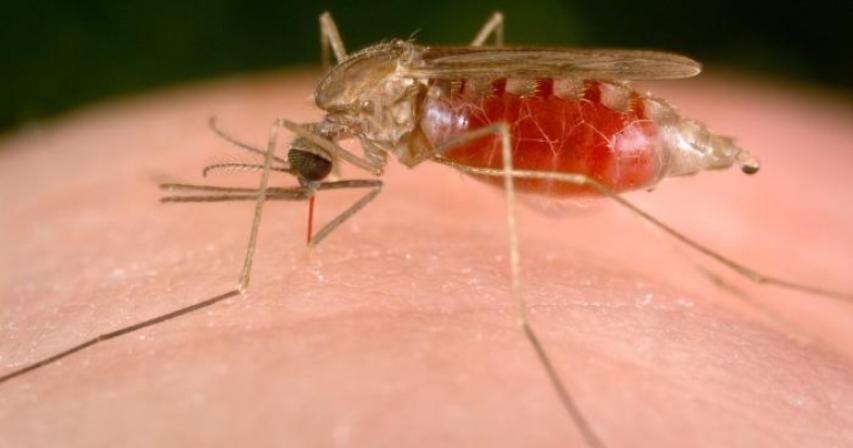 UAE is Malaria-Free since 2007