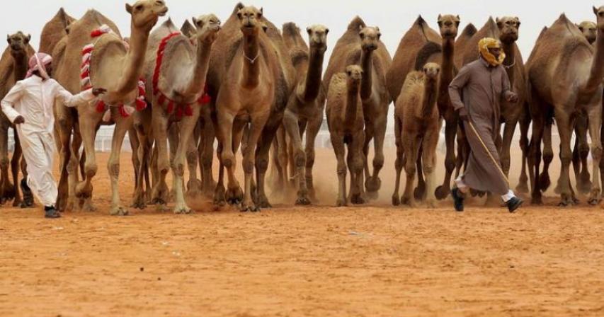 Camel Milk Industry in Saudi