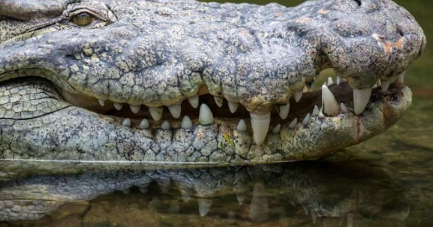Discover the Thrills of Dubai Crocodile Park: A Jaw-Dropping Experience