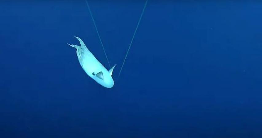 A rare Dumbo octopus