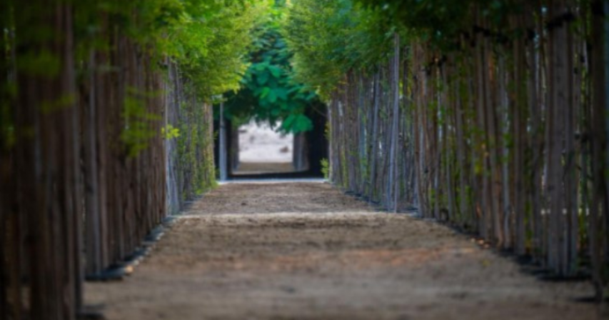 Shajar: Sharjah's Green Oasis of 130,000 Trees