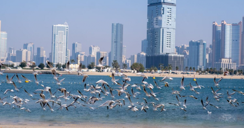 UAE milder winter NCM experts