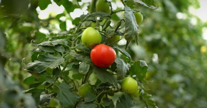 UAE sustainable agriculture