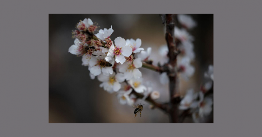 Animal Social Learning Skills