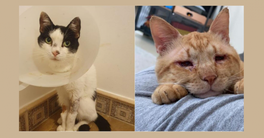 Stray Cat Rescuers in Dubai