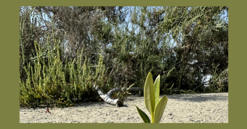 UAE mangrove tree planting initiative