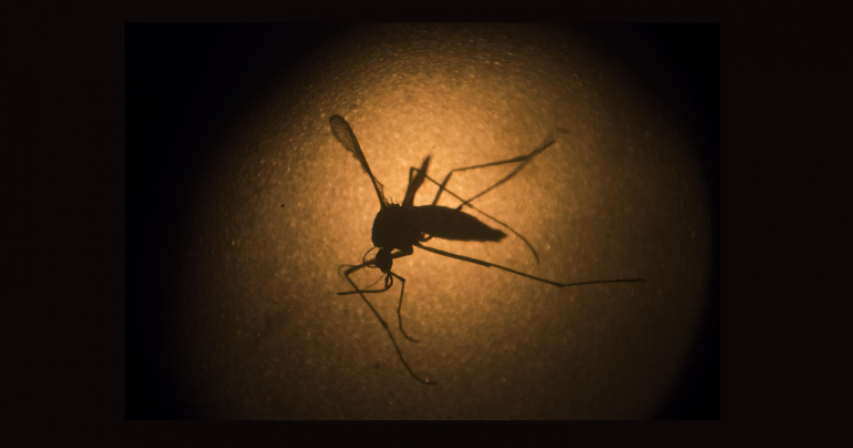 UAE mosquitoes, dengue prevention





