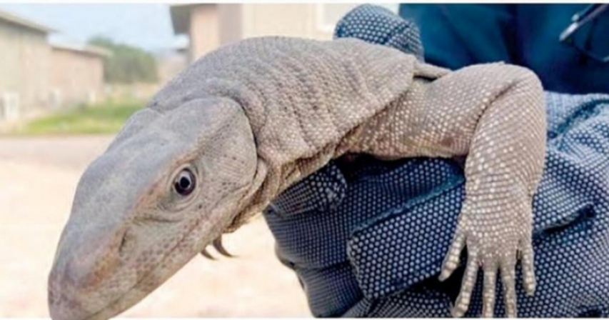 Fujairah wildlife management