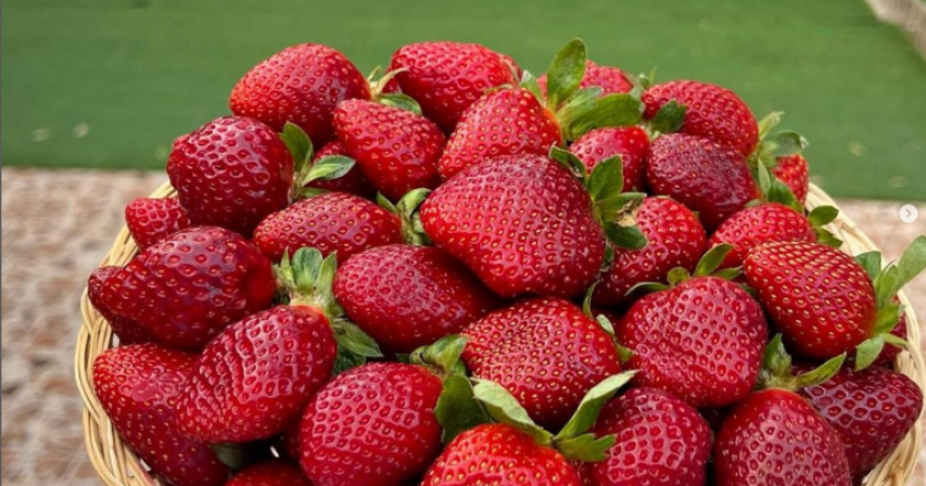 Dubai strawberry farm