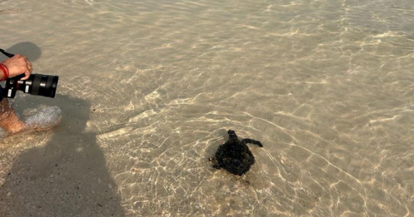 sea turtle