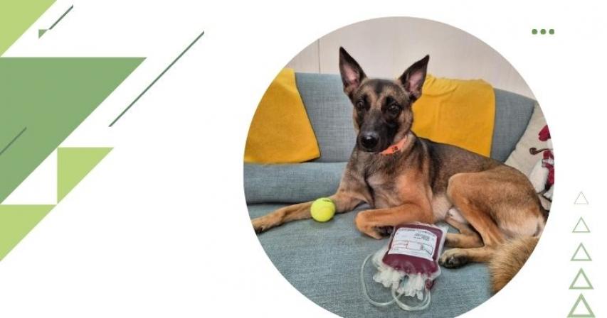 uae-pets-can-donate-blood-to-save-lives