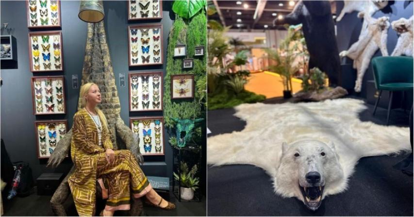 uae-nile-crocodile-throne-stuffed-bears-two-headed-goats-for-sale
