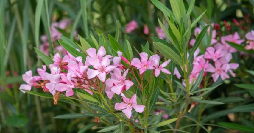 uae-residents-to-remove-toxic-oleander-plant-from-gardens-after-abu-dhabi-ban