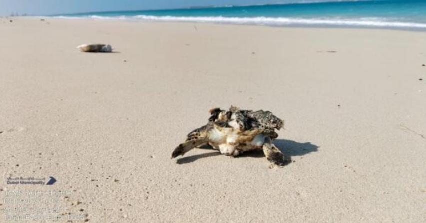 dubai-80-stranded-turtles-saved-from-beaches-as-residents-step-in-to-help
