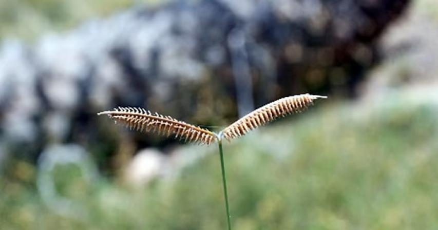 Sharjah discovers 3 new plant species for the first time in UAE