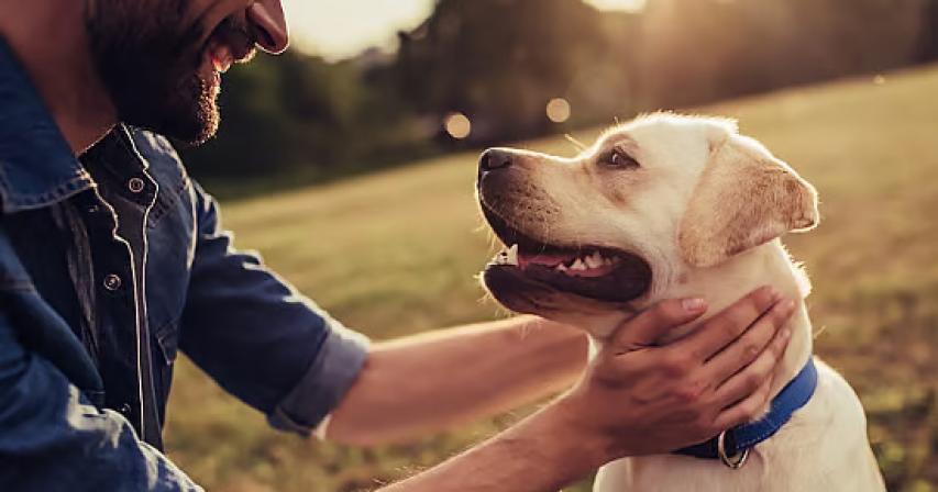 Abu Dhabi mandatory pet registration to manage stray animals, risk of disease Abu Dhabi mandatory pet registration to manage stray animals, risk of disease