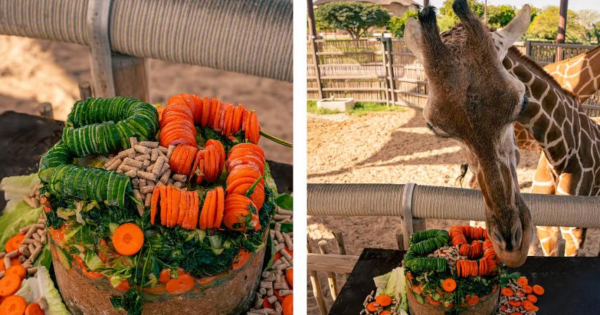 Dubai beloved giraffe celebrates 25th birthday at Safari Park