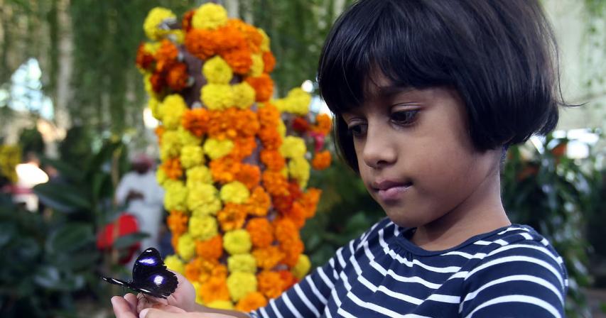uae-new-interactive-garden-with-over-10,000-butterflies-to-open-in-abu-dhabi-this-september
