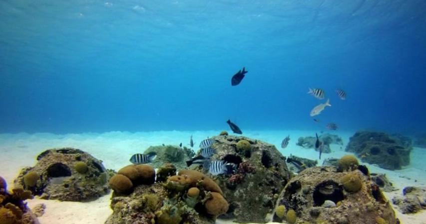 abu-dhabi-coral-garden-40,000-artificial-reefs-to-restore-marine-ecosystem