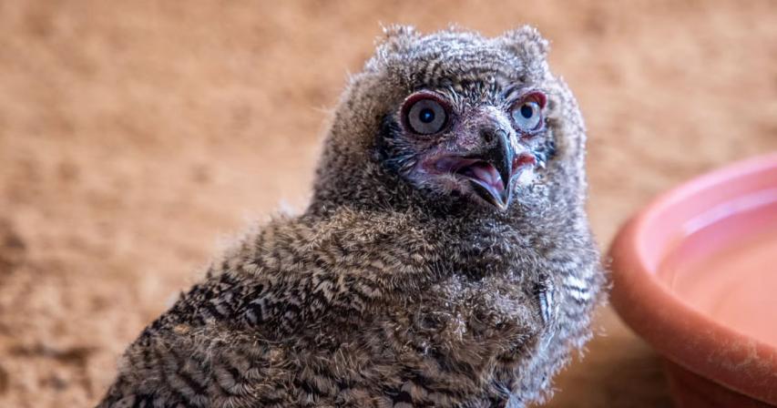 UAE: 3 rare Arabian spotted eagle owl babies hatch in Sharjah