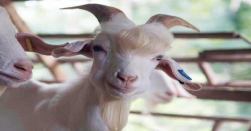 Viral: ‘Handsome’ goat from Malaysia becomes internet sensation