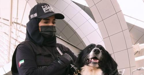 K9 COVID sniffers: UAE to use dogs to detect coronavirus