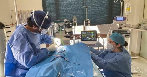  Abu Dhabi vets perform Dh35,000 brain surgery to save life of family's beloved cat