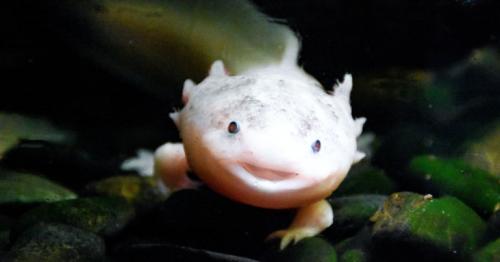 Exploring the Wonders of Dubai's Underwater Aquarium