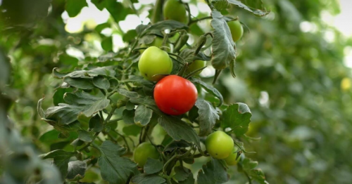 Bayer and Silal: Transforming UAE Agriculture for Climate Resilience