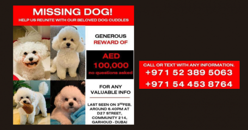 Reward Offered for Missing Dog in Dubai
