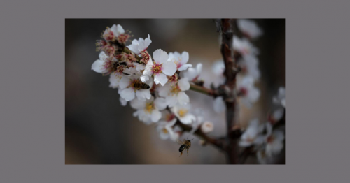 Not just humans: Bees and chimps can also pass on their skills