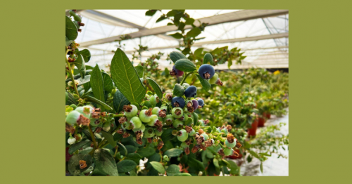 Abu Dhabi issues new rules for small-scale farms to boost production