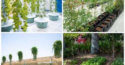 Dubai home gardens where fruits, vegetables are grown win Dh100,000