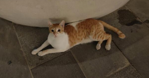 Cat poisoning sparks outrage in community, residents demand justice