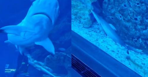 Dubai Mall visitors amazed by rare baby shark birth