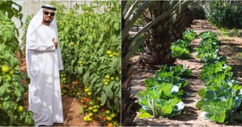 How UAE farmer built farm that has everything, fed family for 14 years