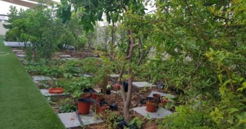 UAE: Planning to import plants? 