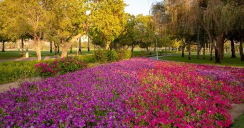 600 trees planted daily: Dubai saw 57% rise in green spaces in 2024 600 trees planted daily: Dubai saw 57% rise in green spaces in 2024