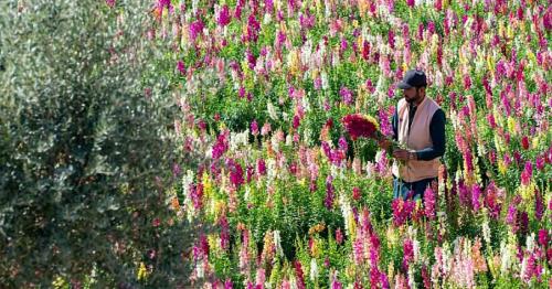 How UAE farmer makes 50,000 flowers bloom at same time