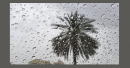 UAE weather: More rain expected next week